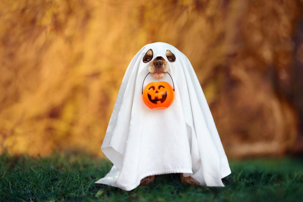 dog-in-a-ghost-costume-posing-for-Halloween