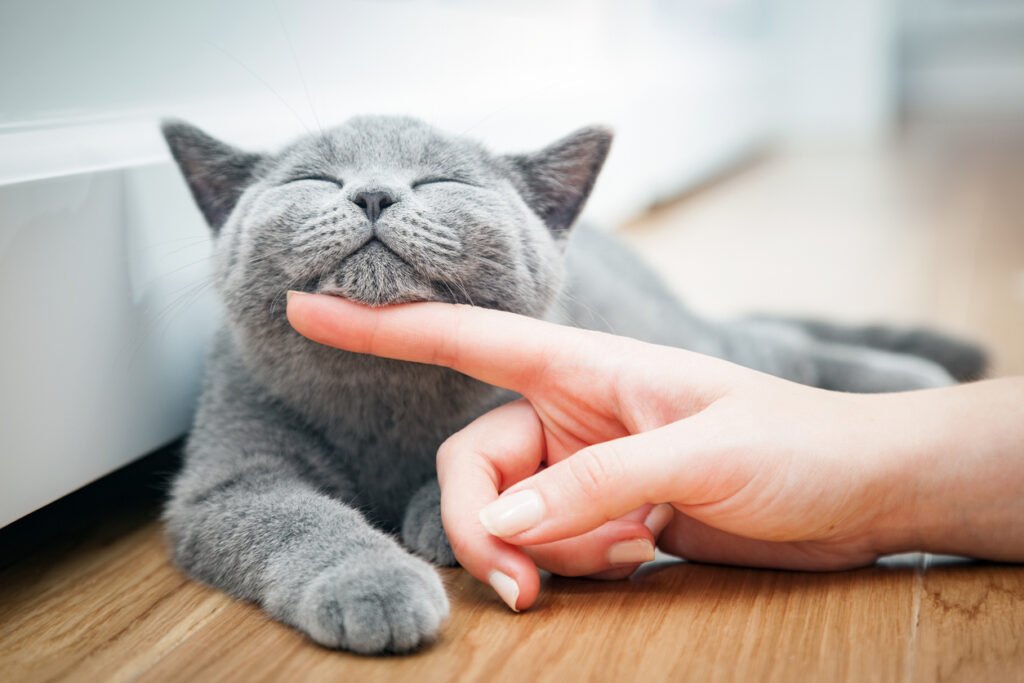 grey-cat-being-stroked-under-the-chin-by-human-hand