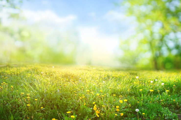 Beautiful-meadow-field-with-fresh-grass-and-yellow-dandelion-flowers