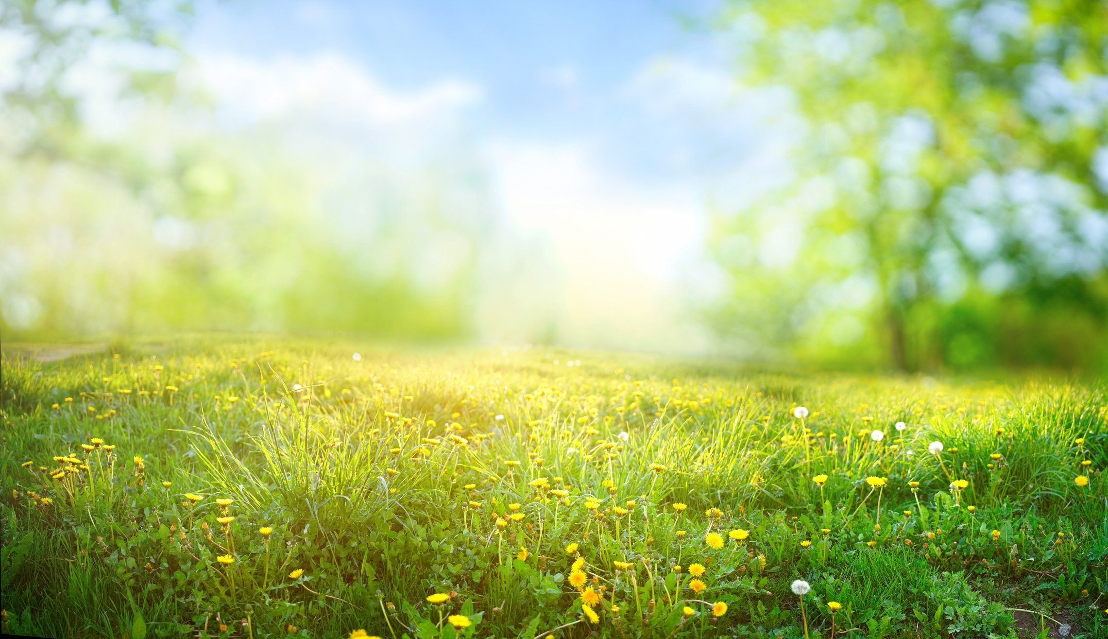 Beautiful-meadow-field-with-fresh-grass-and-yellow-dandelion-flowers
