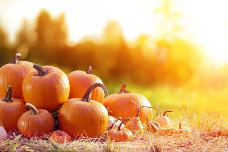 Collection of pumpkins