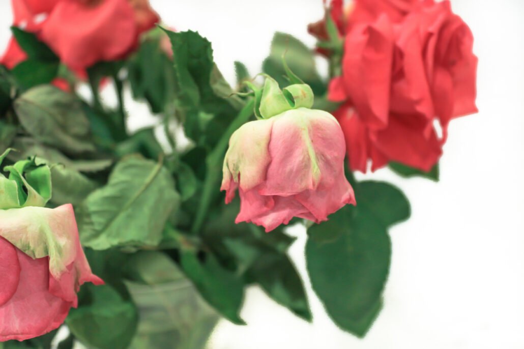 Dying-roses-in-a-vase-Anti-Valentine's-message